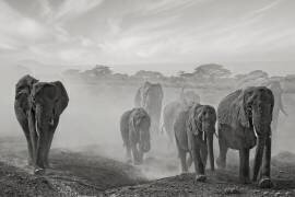 Sequence of emotion (Mathilde Guillemot) - Muzeo.com