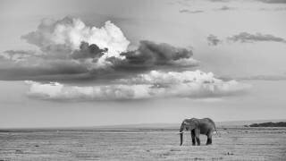 Seul (Siyu	and Wei) - Muzeo.com