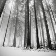 Seules les forêts savent pourquoi (Ronny Behnert) - Muzeo.com