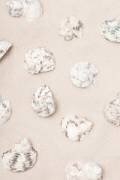 Coquilles 2 (1x Studio III) - Muzeo.com