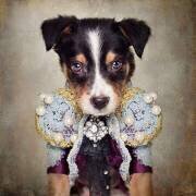 Shelter Pets Project - Loki (Tammy Swarek) - Muzeo.com