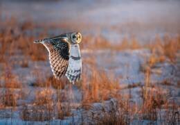 Short-eared Owl (Tao Huang) - Muzeo.com