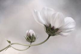 Simply Cosmos (Mandy Disher) - Muzeo.com