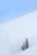 Single Tree in the Mountain (Majid Behzad) - Muzeo.com
