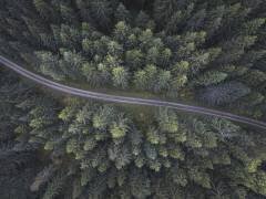 Small road through the forest (Christian Lindsten) - Muzeo.com
