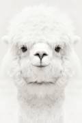 Smiling Alpaca (Monika Strigel) - Muzeo.com