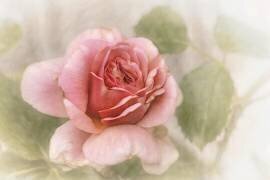Smooth rose (Gilbert Claes ) - Muzeo.com