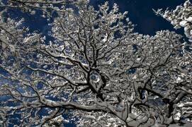 Snow in the forest (Katia Moon) - Muzeo.com