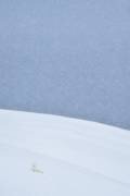 Snowy arctic fox in Svalbard (Yves Adams) - Muzeo.com