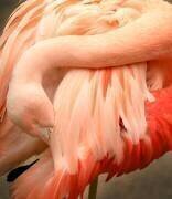 So many feathers (Robin Wechsler) - Muzeo.com