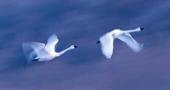 Soar into the Sky (Kenneth Zeng) - Muzeo.com