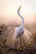 Solo Dance (Michael Zheng) - Muzeo.com