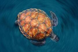 Tortue virevoltante (Sergi Garcia ) - Muzeo.com