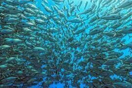 Splitted School of Jackfish (Henry Jager) - Muzeo.com