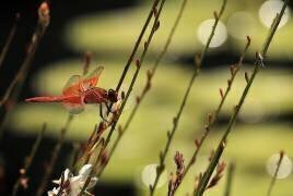 Spring into summer, a dragonfly macro (Robin Wechsler) - Muzeo.com