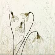 Springtime! (Nel Talen) - Muzeo.com