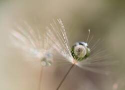 Star of dandelion (Bertrand Kulik) - Muzeo.com