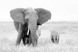 Stay Away ! (John Fan) - Muzeo.com
