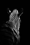 Stepping Down #6 (Christian Meermann) - Muzeo.com