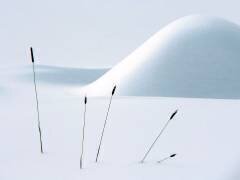 Still life in Winter (Alain Turgeon) - Muzeo.com
