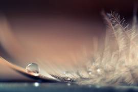 Stories of Drops (Dmitry Doronin) - Muzeo.com