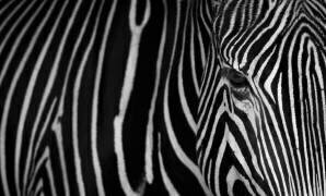Stripes (Sergio Saavedra Ruiz) - Muzeo.com