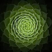 Succulent (Victor Mozqueda) - Muzeo.com