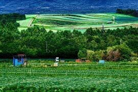 Summer when Tsumagoi cabbage grows (Yuusuke Hisamitsu) - Muzeo.com