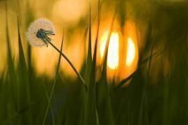 Sunbathing (Ricky Siegers) - Muzeo.com