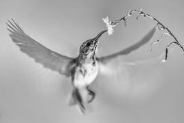 Sunbird in motion (Andi Halil) - Muzeo.com