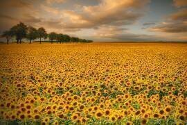 Tournesols (Piotr Krol (Bax)) - Muzeo.com