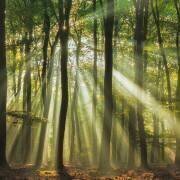Sunny start to the day (Piet Haaksma) - Muzeo.com