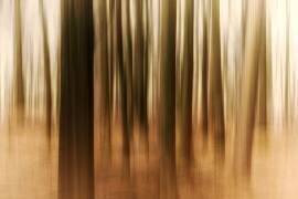 Sunrise in the Forest (Michael) - Muzeo.com