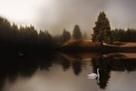 Swan Lake (Michael) - Muzeo.com