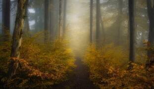 Take me for a walk (Norbert Maier) - Muzeo.com