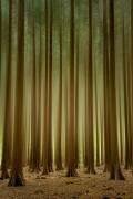 Tall trees (Piet Haaksma) - Muzeo.com