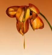 Tears of a flower (Kent Mathiesen) - Muzeo.com