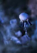 Tell you a blue story (Yanny Liu) - Muzeo.com