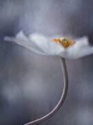 The Beauty Within (Priska Wettstein) - Muzeo.com