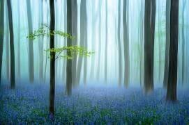The blue forest (Piet Haaksma) - Muzeo.com