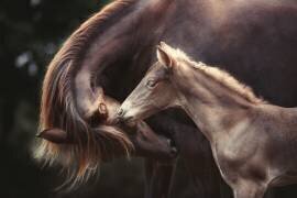 The Bond (Heike Willers) - Muzeo.com