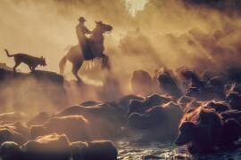 Le berger du bison (Meric Aktar) - Muzeo.com