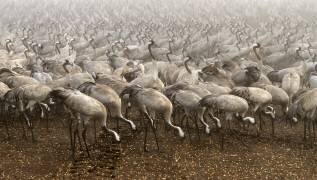 The cranes (Gabrielle Halperin) - Muzeo.com