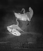 La danse des aigrettes (Joan Zhang) - Muzeo.com