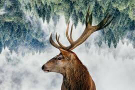 The Deer and the woods (Angyalosi Beata) - Muzeo.com