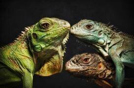 La famille Dragon (Anchor Lee) - Muzeo.com