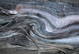 The Eucalyptus on the coast (Robin Wechsler) - Muzeo.com