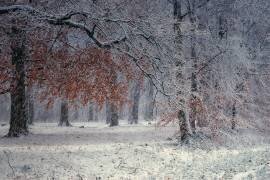 The first snow (Saskia Dingemans) - Muzeo.com