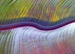 The flood plains, abstractly (Robin Wechsler) - Muzeo.com