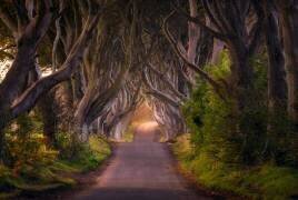 The Glowing Hedges (Daniel Gastager) - Muzeo.com